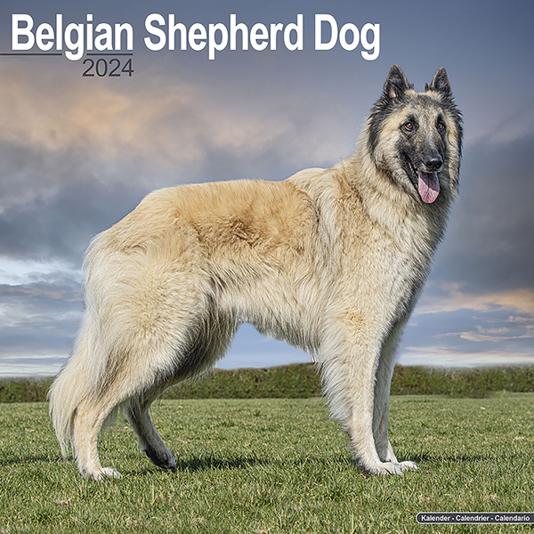 Kalender 2024 "Belgischer Schäferhund"