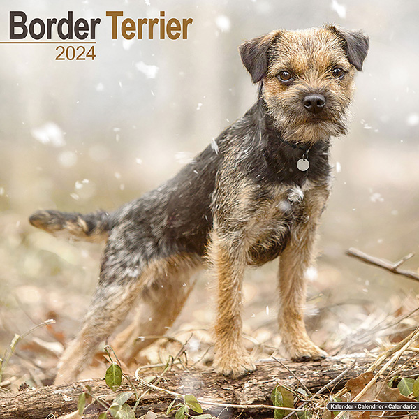 Kalender 2024 "Border Terrier"