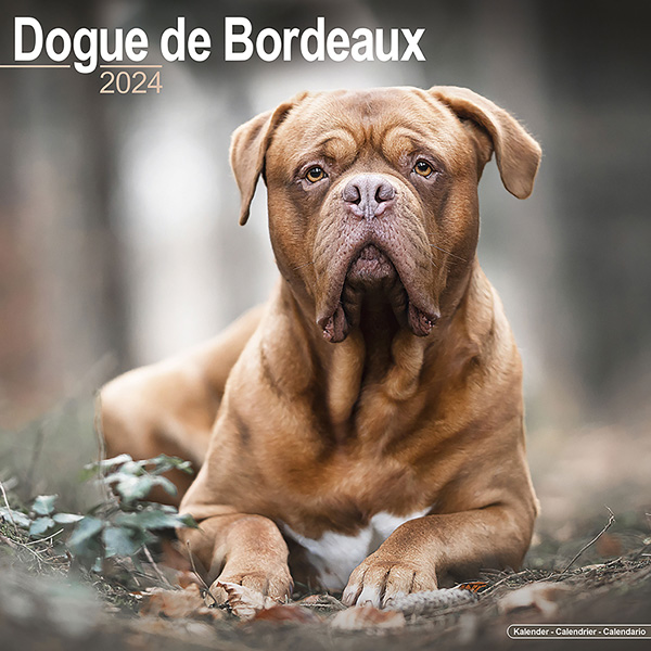 Kalender 2023 "Bordeaux Dogge"