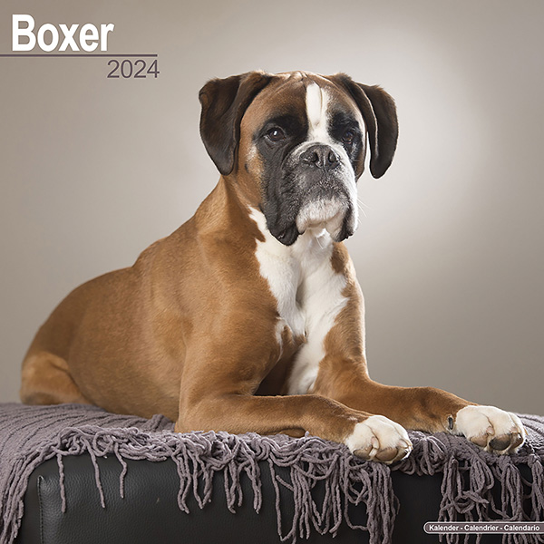 Kalender 2024 "Boxer"