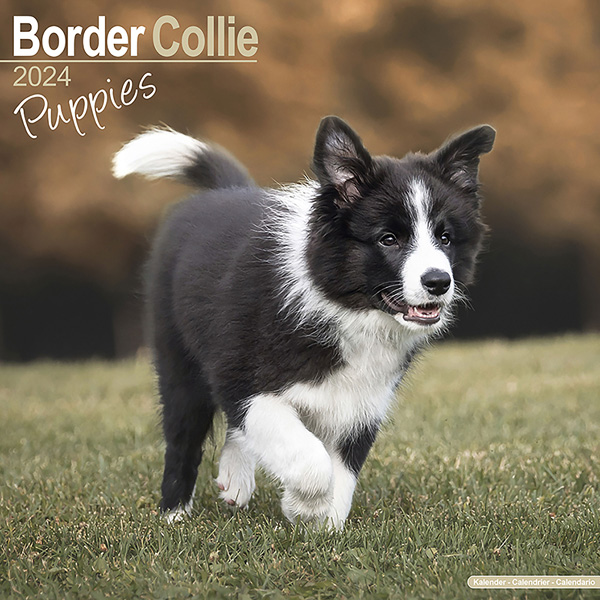 Kalender 2023 "Border Collie puppies"