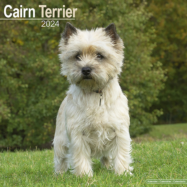 Kalender 2024 "Cairn Terrier"