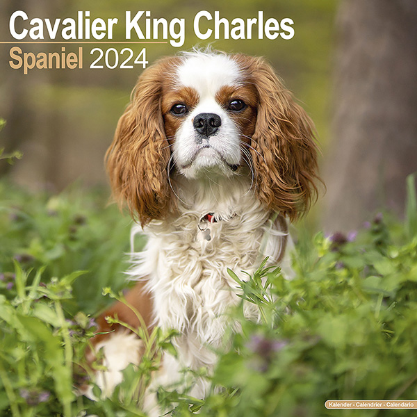 Kalender 2024 "Cavalier King Charles"