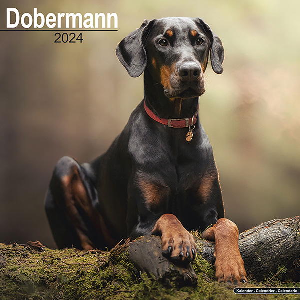 Kalender 2024 "Dobermann"