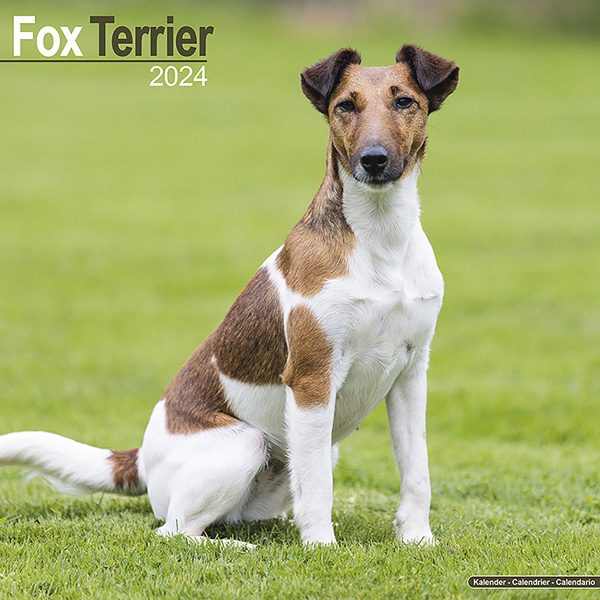 Kalender 2024 "Fox Terrier"