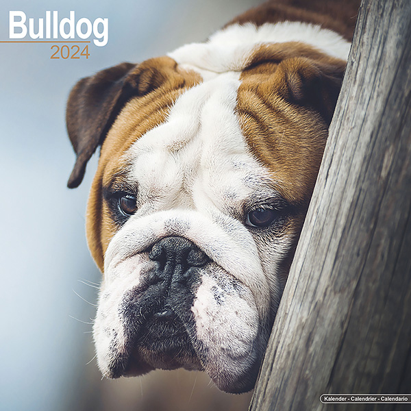 Kalender 2024 "Bulldogge"
