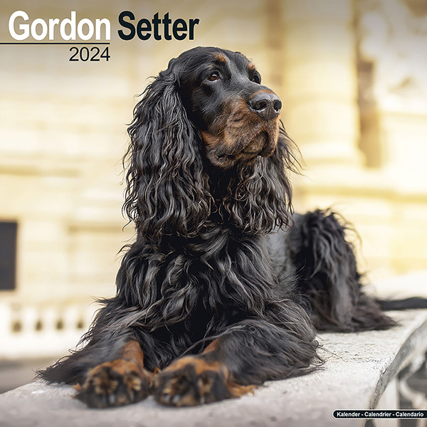 Kalender 2024 "Gordon Setter"