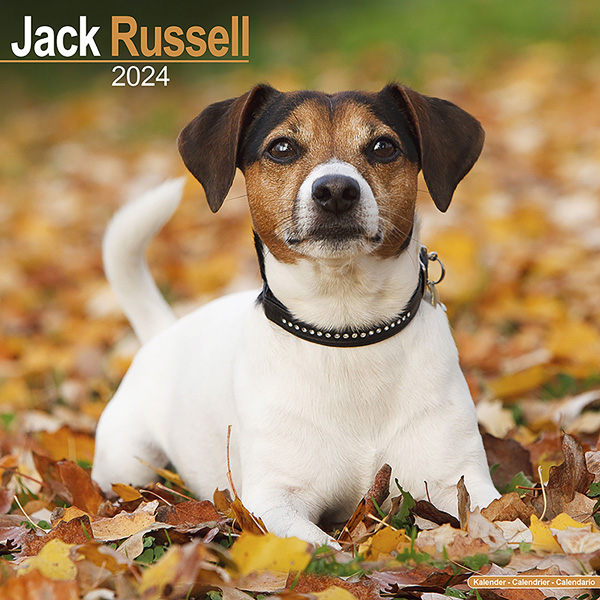 Kalender 2024 "Jack Russell Terrier"
