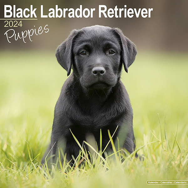 Kalender 2024 "Labrador Puppies (zwart)"