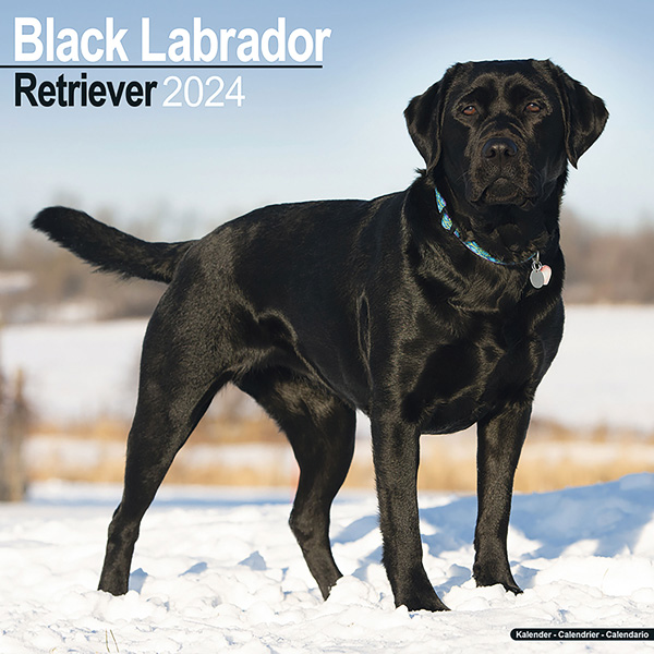 Kalender 2024 "Schwarzer Labrador Retriever"