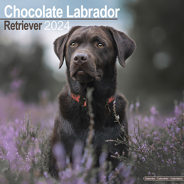 Kalender 2024 "Brauner Labrador Retriever"