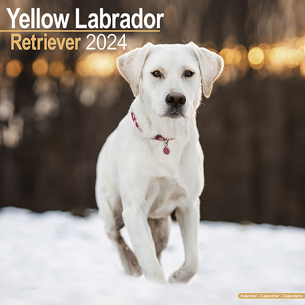 Kalender 2023 "Gelber Labrador Retriever"
