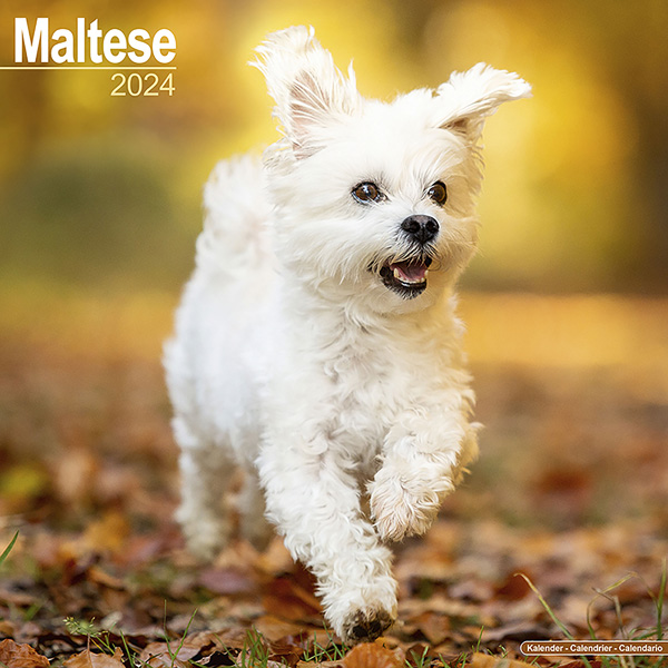 Kalender 2024 "Malteser Terrier"