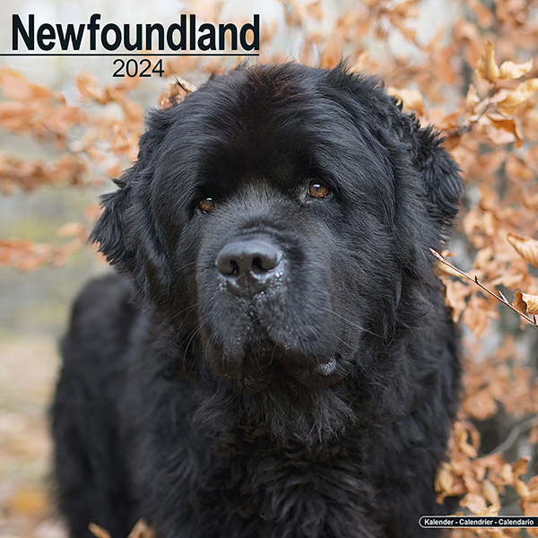 Kalender 2024 "Newfoundlander"