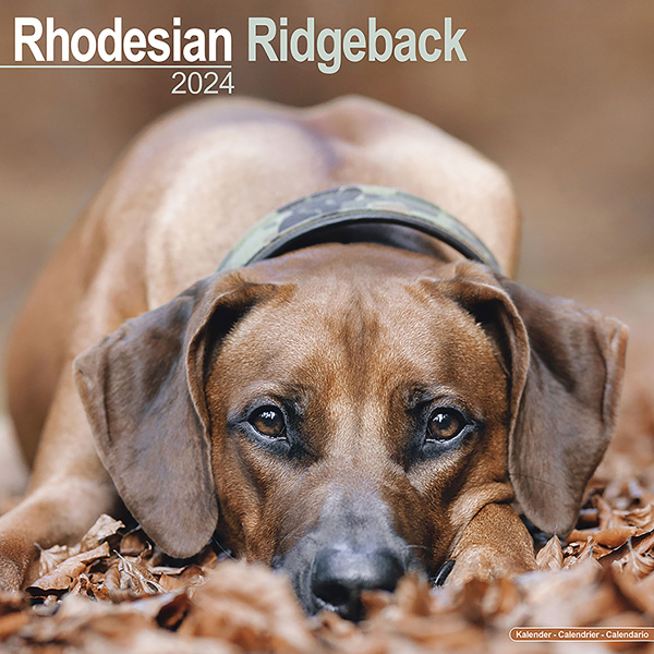 Kalender 2024 "Rhodesian Ridgeback"
