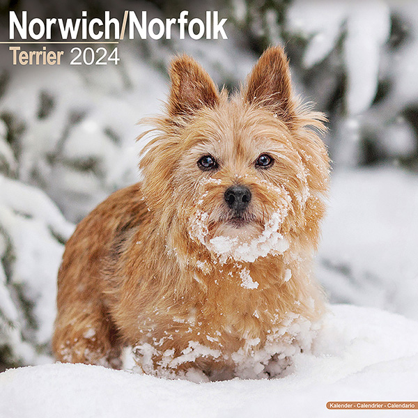 Kalender 2023 "Norwich/ Norfolk Terrier"