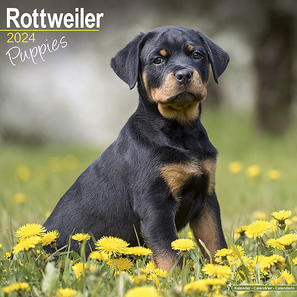Kalender 2024 "Rottweiler puppies"