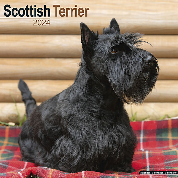 Kalender 2024 "Scottish Terrier"