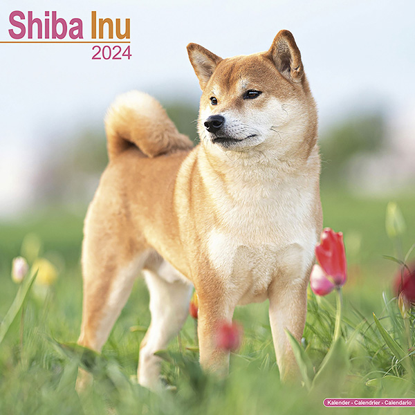 Kalender 2024 "Shiba Inu"