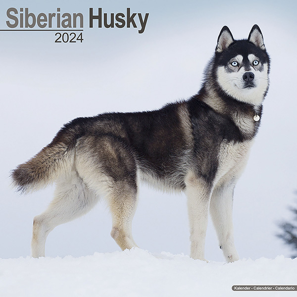 Kalender 2024 "Siberische Husky"