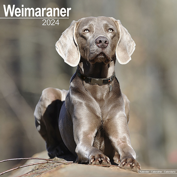 Kalender 2023 "Weimarse staande hond"