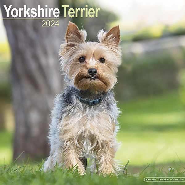 Kalender 2024 "Yorkshire Terrier"