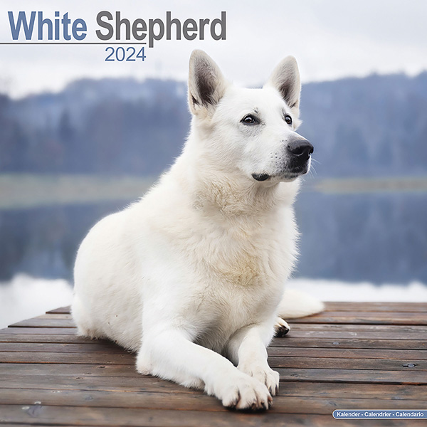 Kalender 2024 "Weißer Schäferhund"