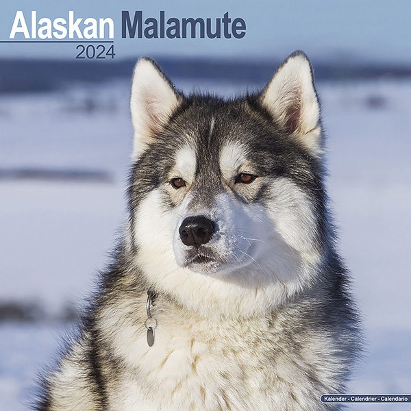 Kalender 2023 "Alaska Malamute"