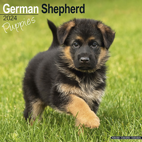 Kalender 2024 "Duitse Herder Puppies"