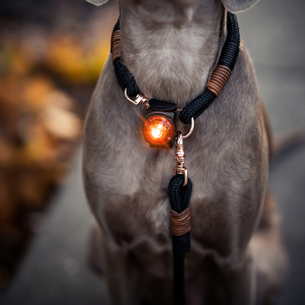 Orbiloc Leuchtanhänger für Hunde alsahundewelt