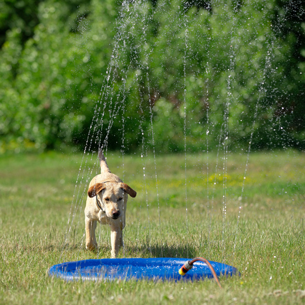 Hunde Wasserspielzeug "Splash Pool Water Sprinkler"