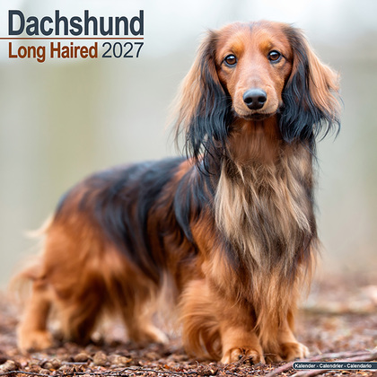 Kalender 2027 "Langharige Teckel"