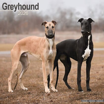 Kalender 2026 "Greyhound"