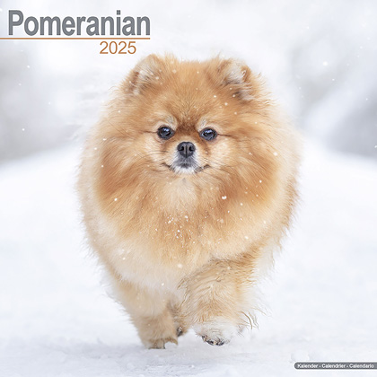 Kalender 2025 "Dwergkeeshond"