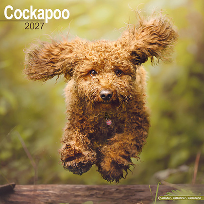 Kalender 2027 "Cockapoo"