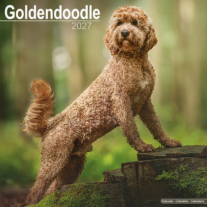 Kalender 2027 "Goldendoodle"
