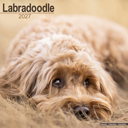 Kalender 2027 "Labradoodle"