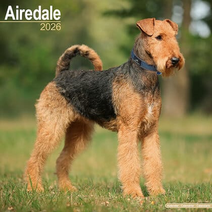 Kalender 2026 "Airedale Terrier"