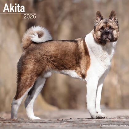 Kalender 2026 "Akita"