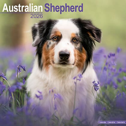 Kalender 2026 "Australian Shepherd"