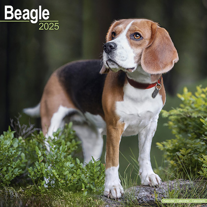 Kalender 2024 "Beagle"