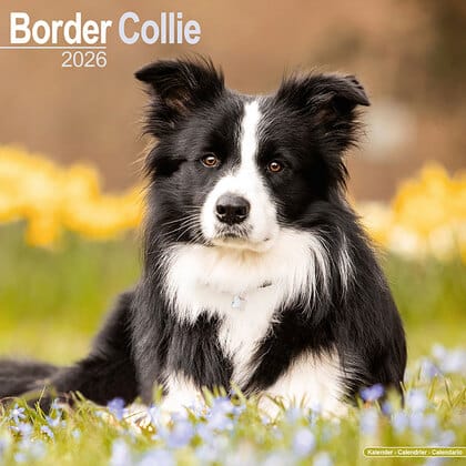Kalender 2026 "Border Collie"