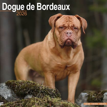 Kalender 2026 "Bordeaux Dogge"