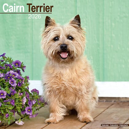 Kalender 2026 "Cairn Terrier"