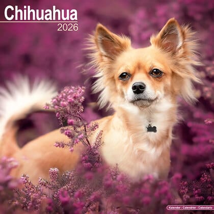 Kalender 2026 "Chihuahua"