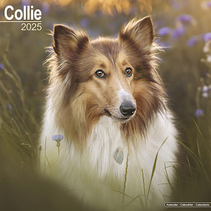 Kalender 2025 "Collie"