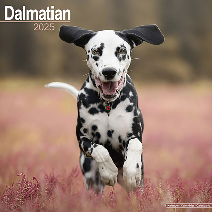 Kalender 2025 "Dalmatiër"