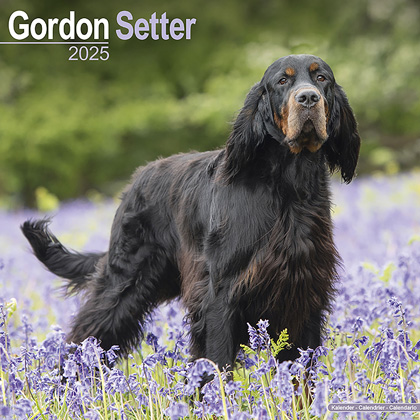 Kalender 2025 "Gordon Setter"