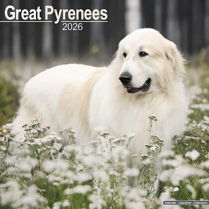Kalender 2026 "Pyrenean Mountain Dog"