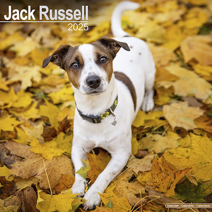 Kalender 2025 "Jack Russel Terrier"